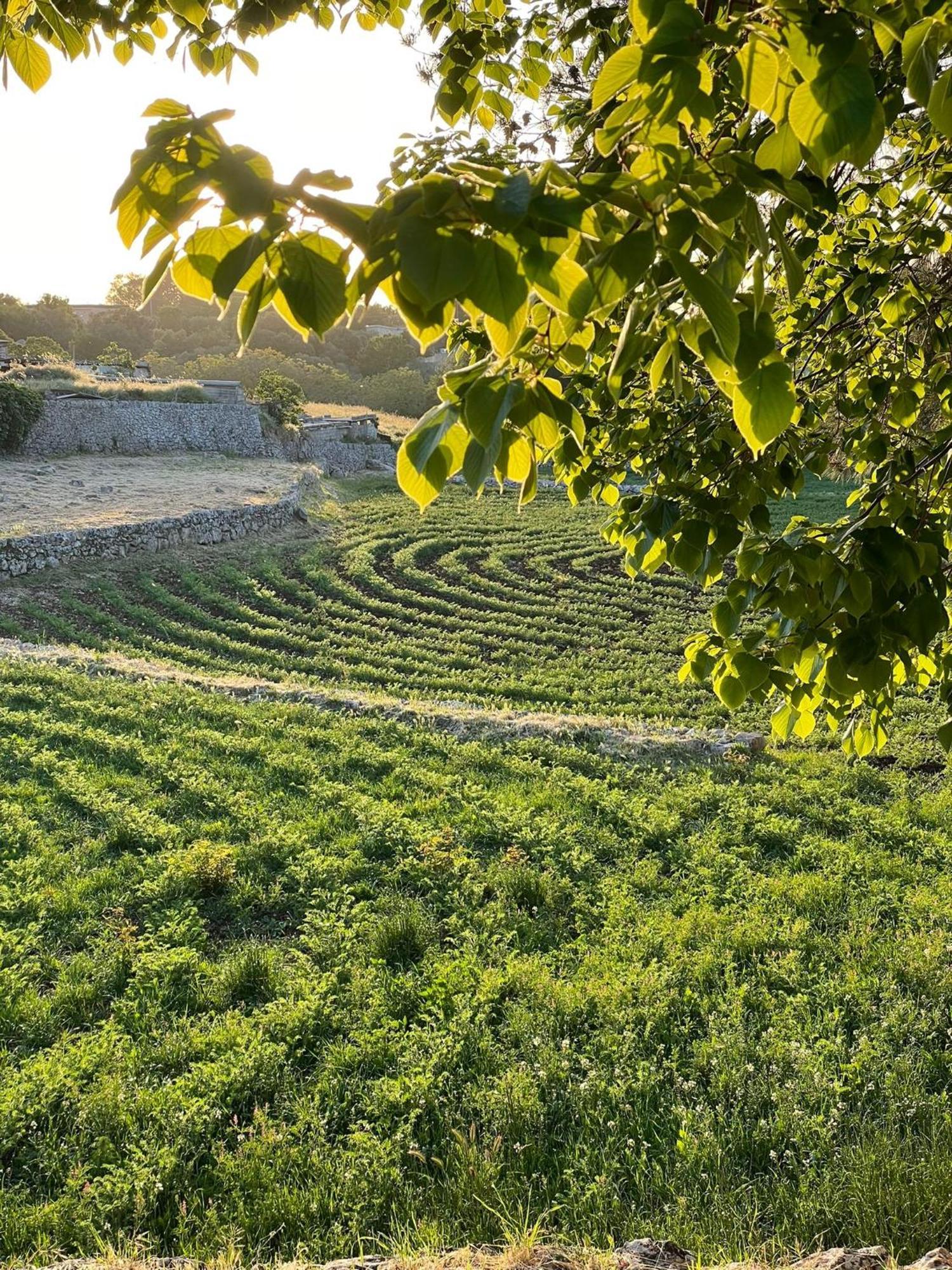 Masseria Trulli&Stelle B&B Noci Exterior photo
